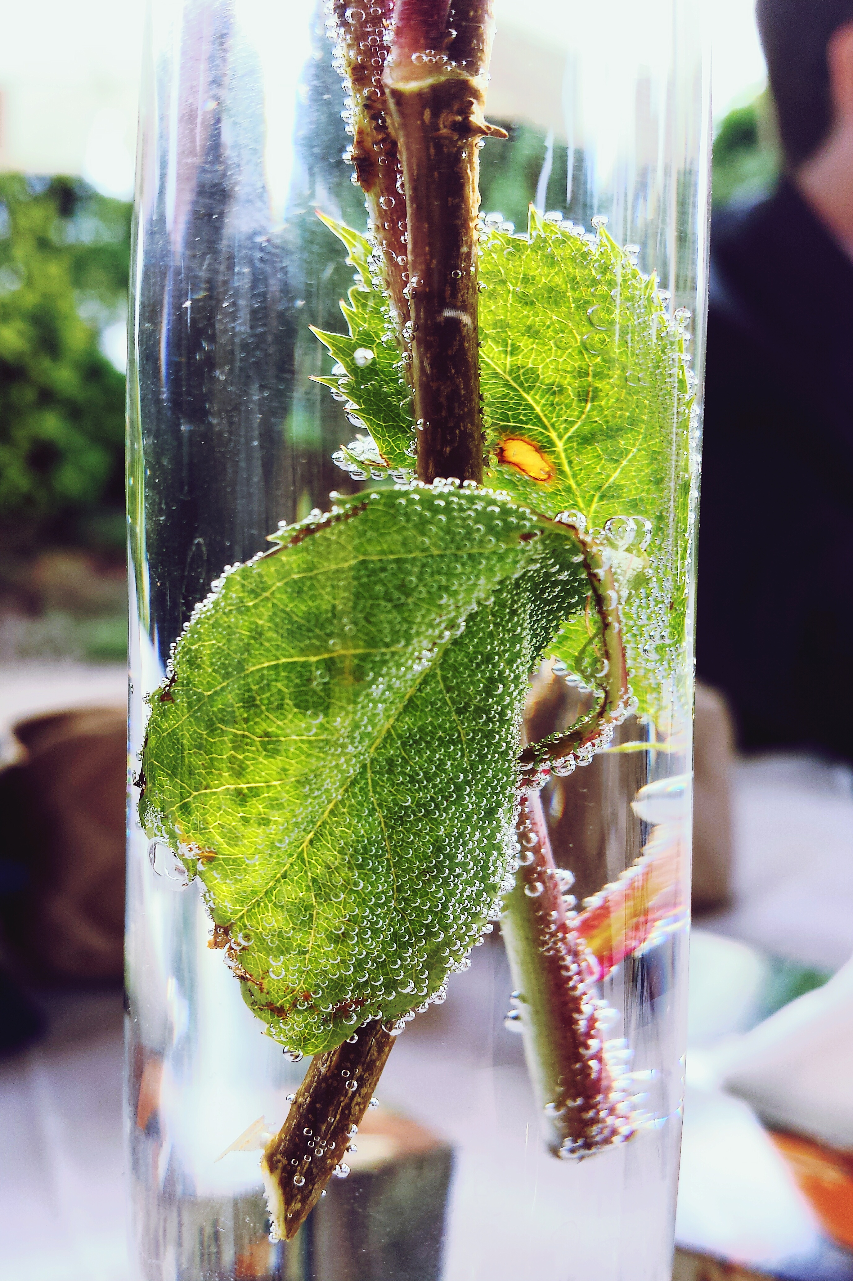 Inclusive Nature Learning